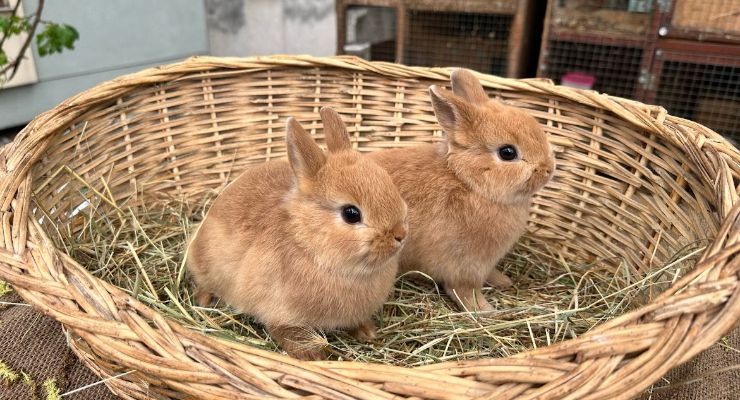 Aksaray Büyümeyen Tavşan