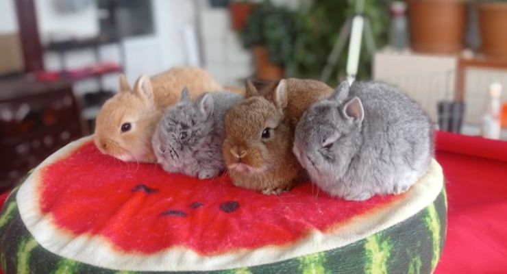 Aksaray Cins Tavşan