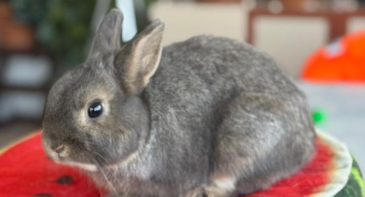 Aksaray Ev Tavşanı