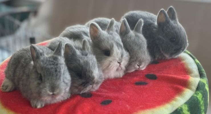 Aksaray Evcil Tavşan