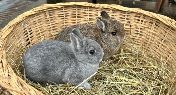 Aksaray Yavru Tavşan