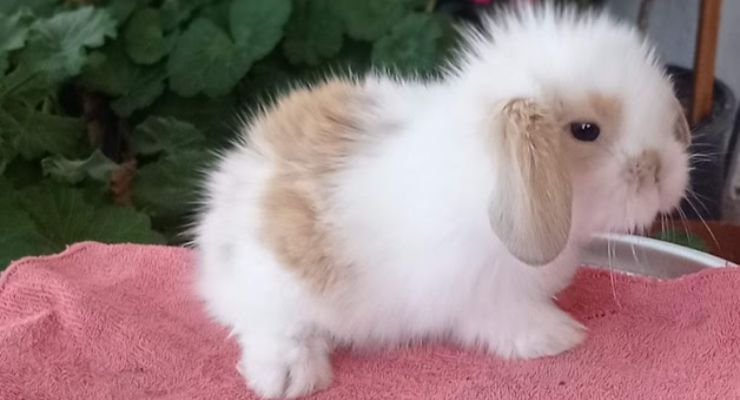 Aksaray Hollanda Lop Tavşan